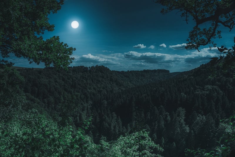 Moonlit Enchantment